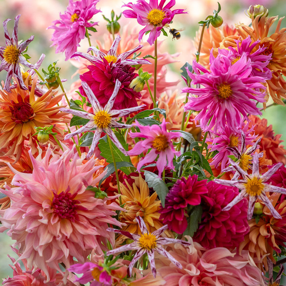 Buy Savannah Miller Dahlia Collection | | Sarah Raven