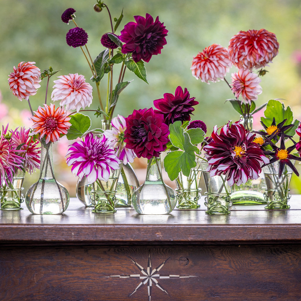 Buy Willow Crossley Dahlia Collection | | Sarah Raven