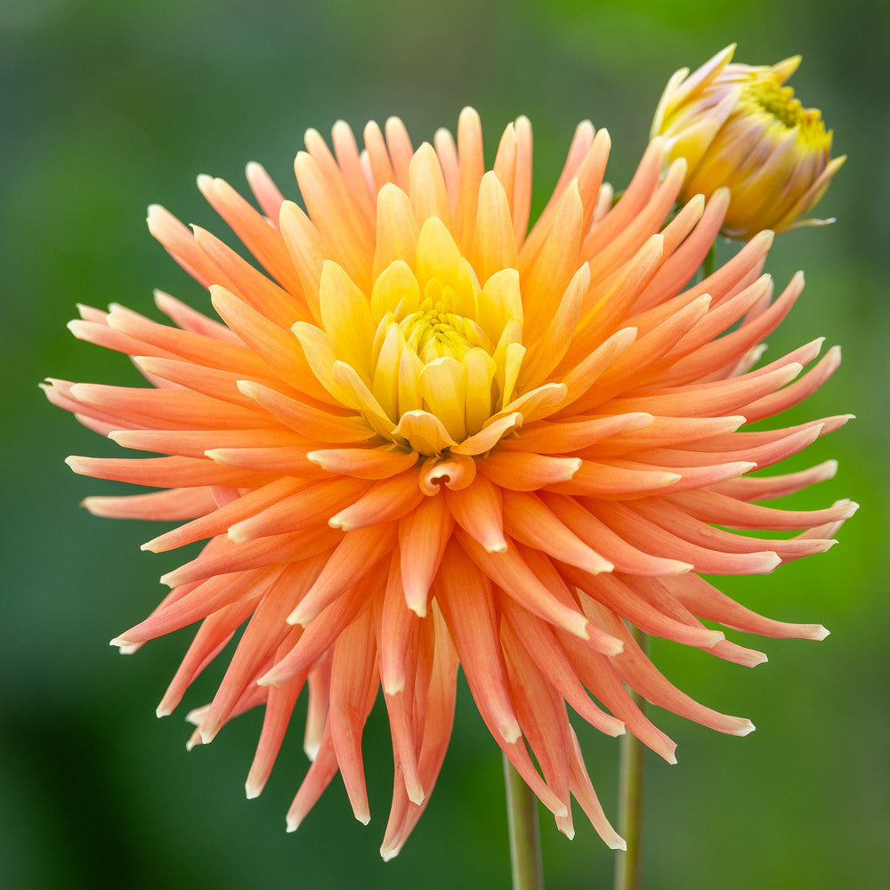 Buy Dahlia 'P.G.Wodehouse' | Dahlia | Sarah Raven