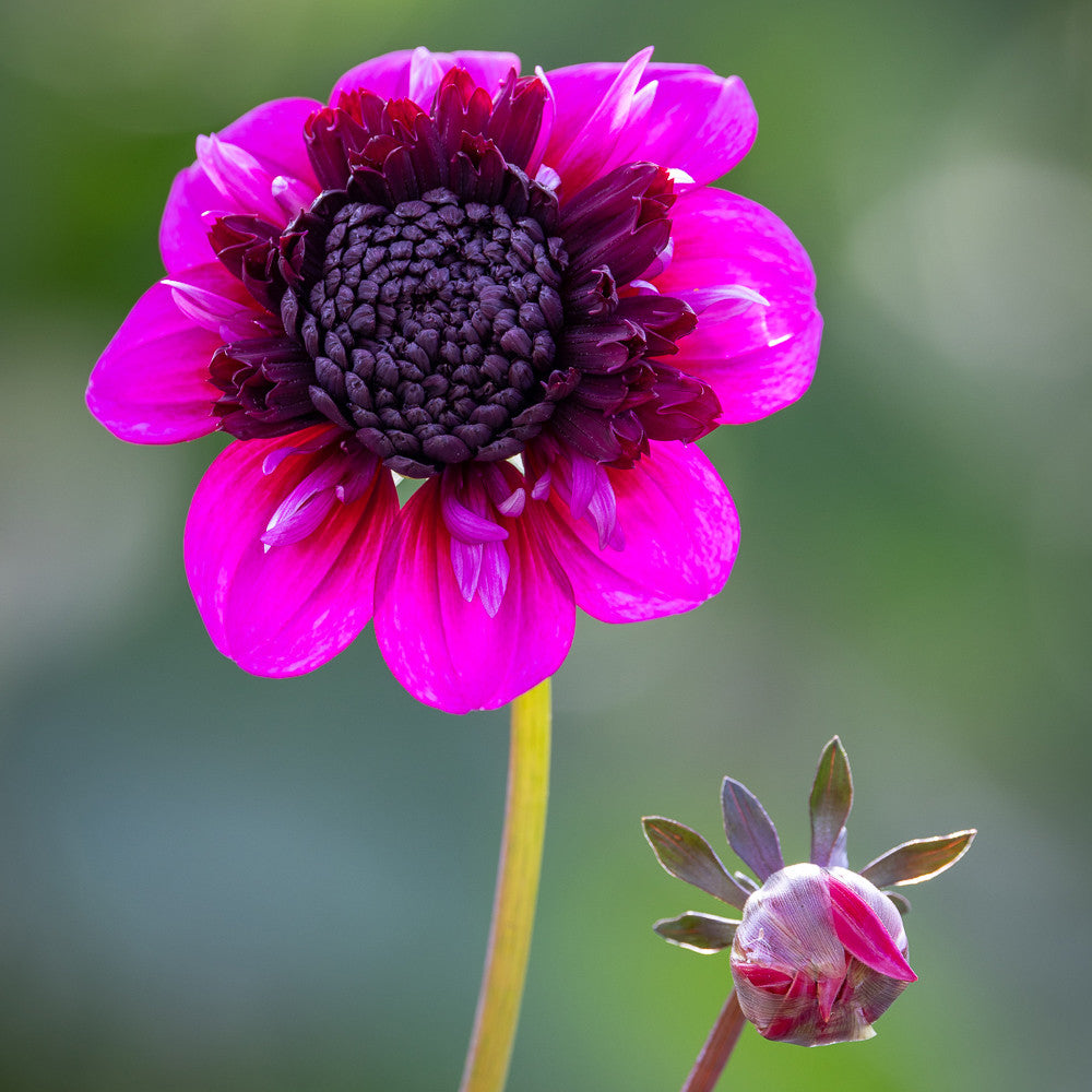 Dahlia 'Misses Amy'