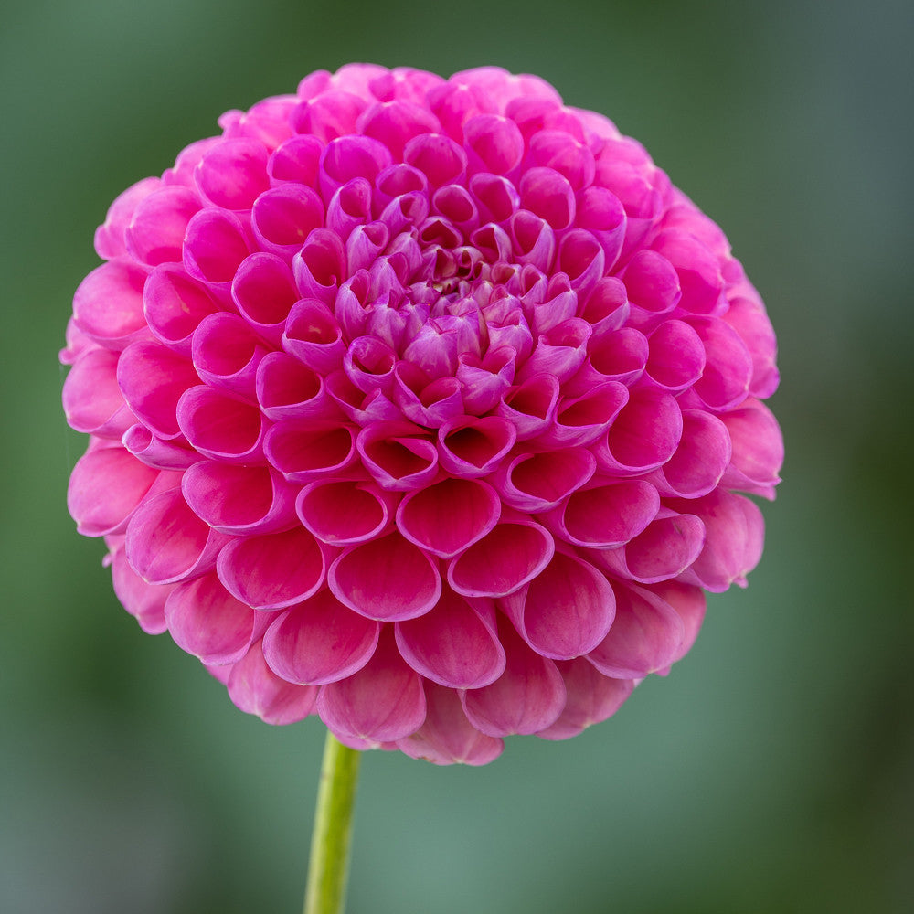 Dahlia 'Jowey Frambo'