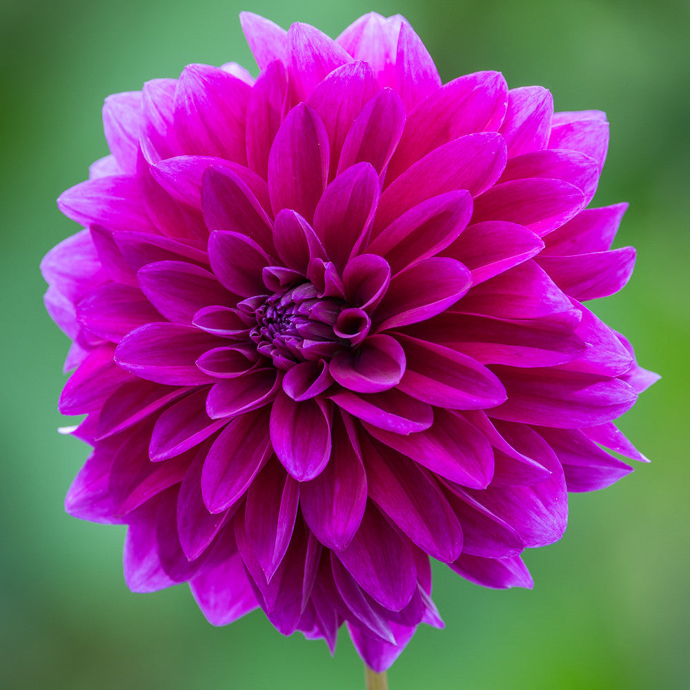 Dahlia 'Le Baron'