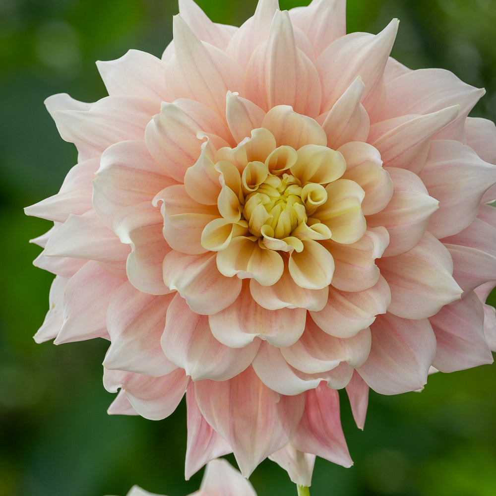 Dahlia 'Break Out'