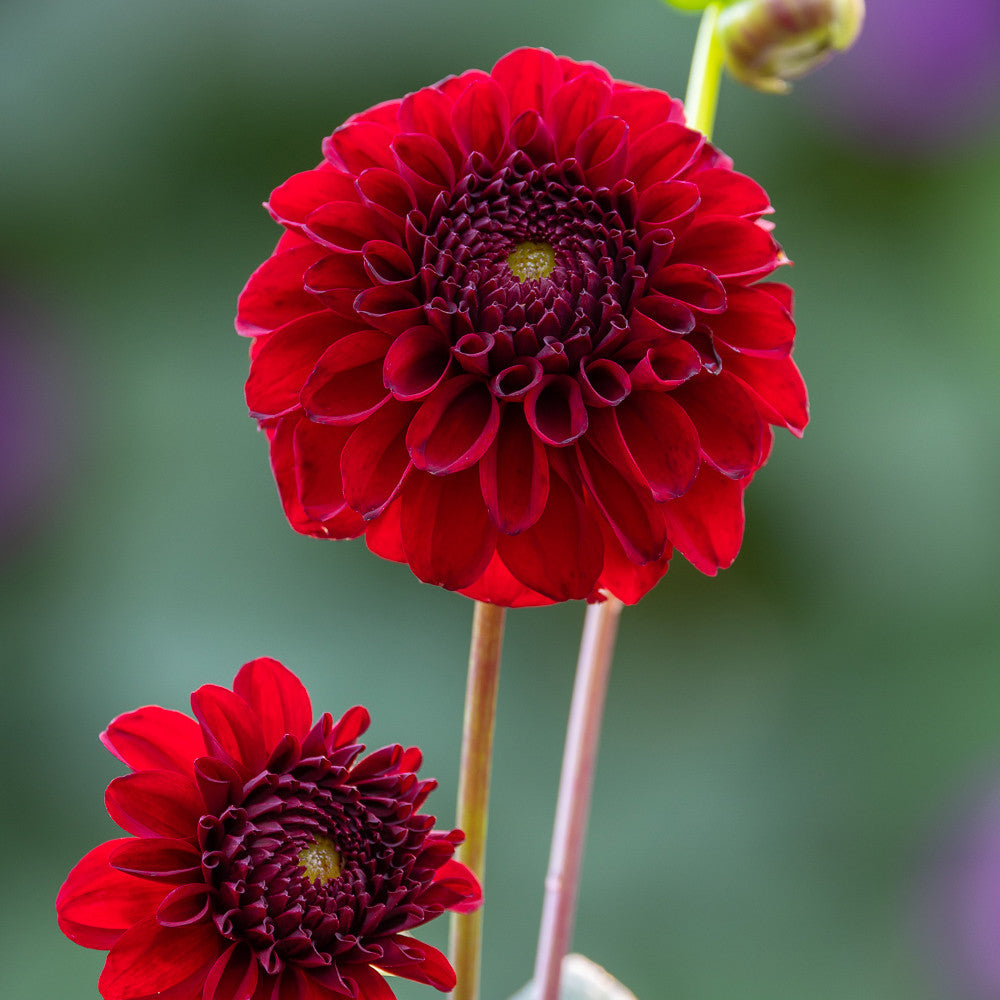 Dahlia 'Bizon Red'