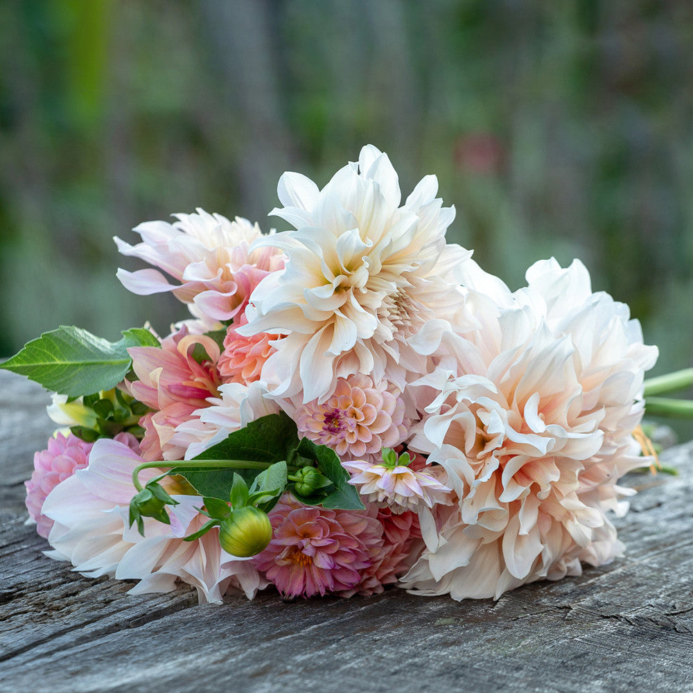 Crème Brulee Dahlia Collection