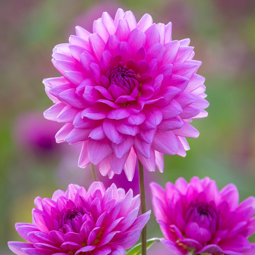 Buy Dahlia 'Nashville' | Decorative Dahlias | Sarah Raven