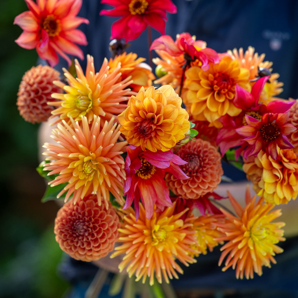 Twist of Orange Dahlia Collection | Dahlia Tubers | Sarah Raven