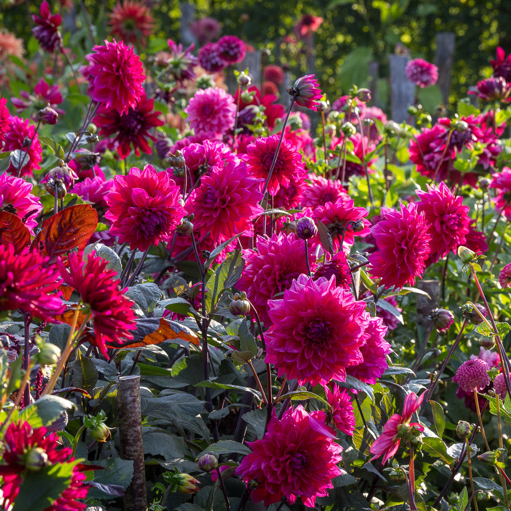 Beetroot Juice Dahlia Collection