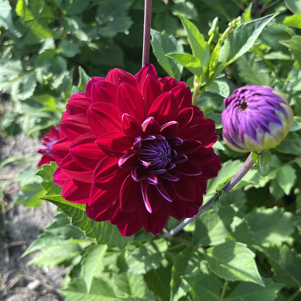 Dahlia 'Semino'