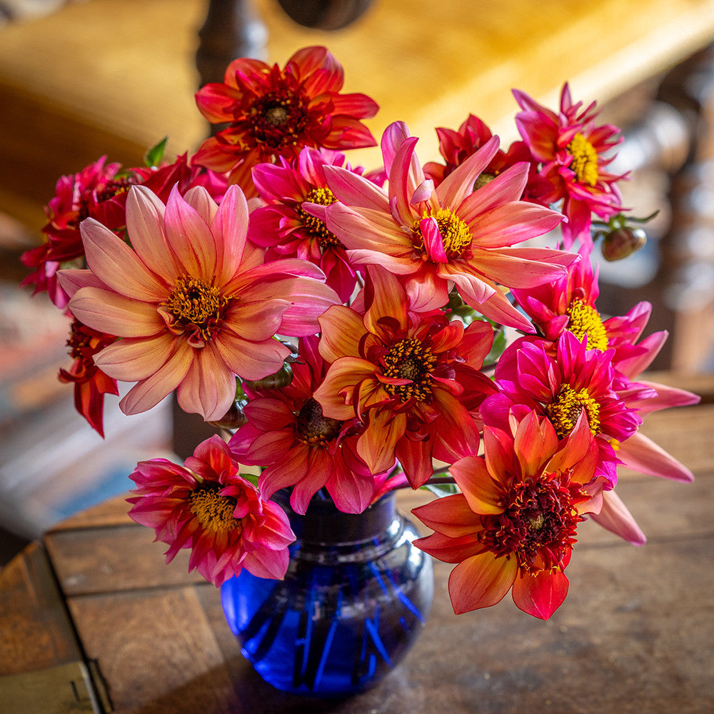 Tangiers Dahlia Collection | Dahlia Tubers | Sarah Raven