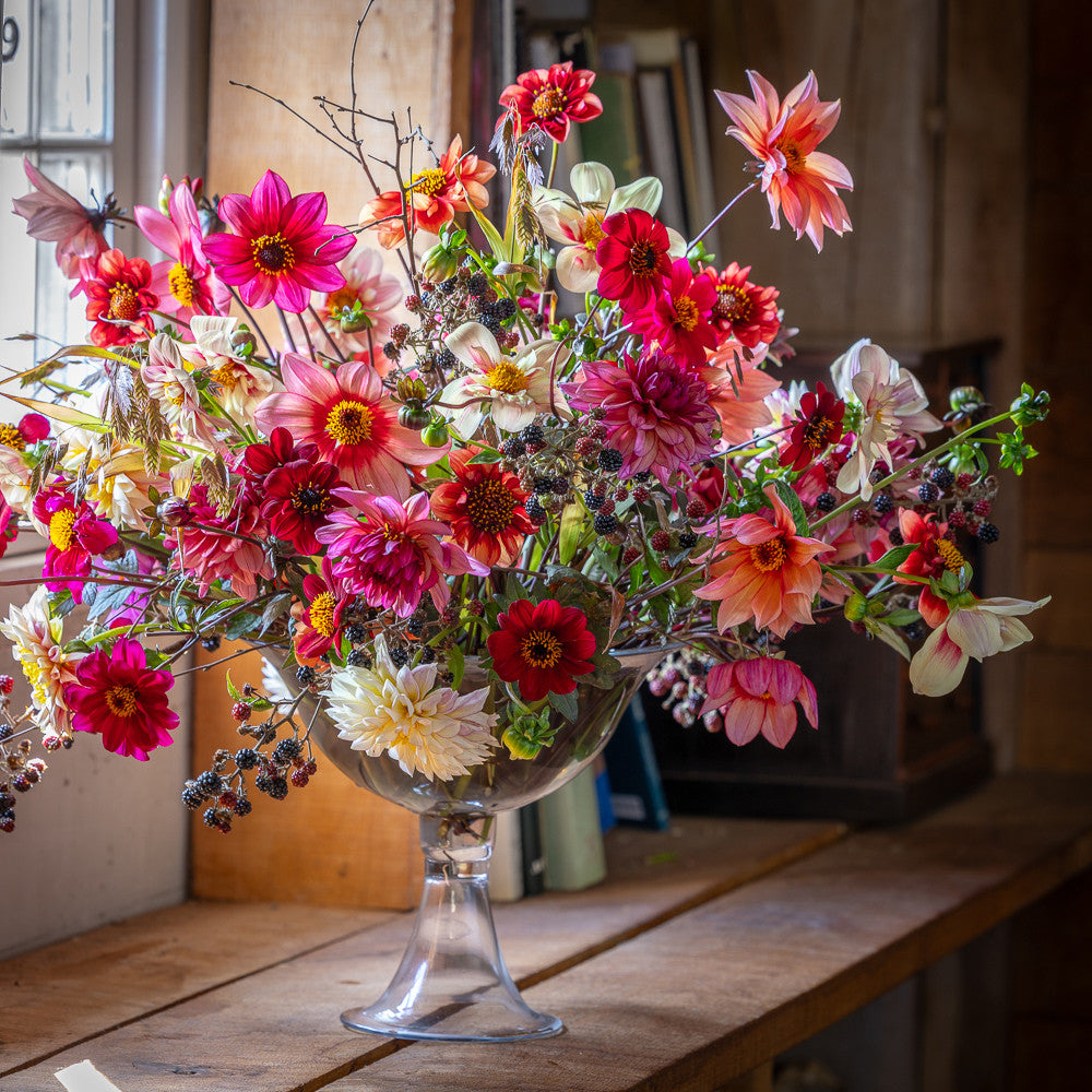 Summer Trifle Dahlia Collection