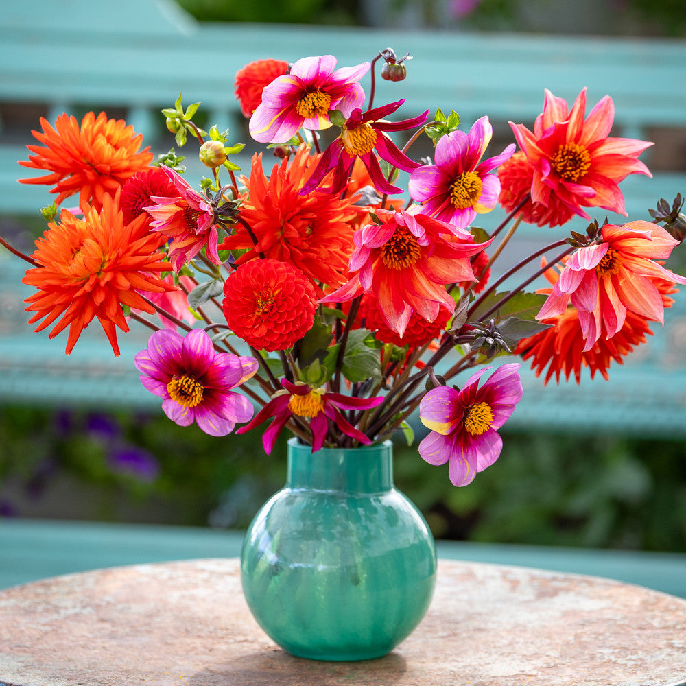 Charlotte's Summer Holiday Dahlia Collection | Sarah Raven