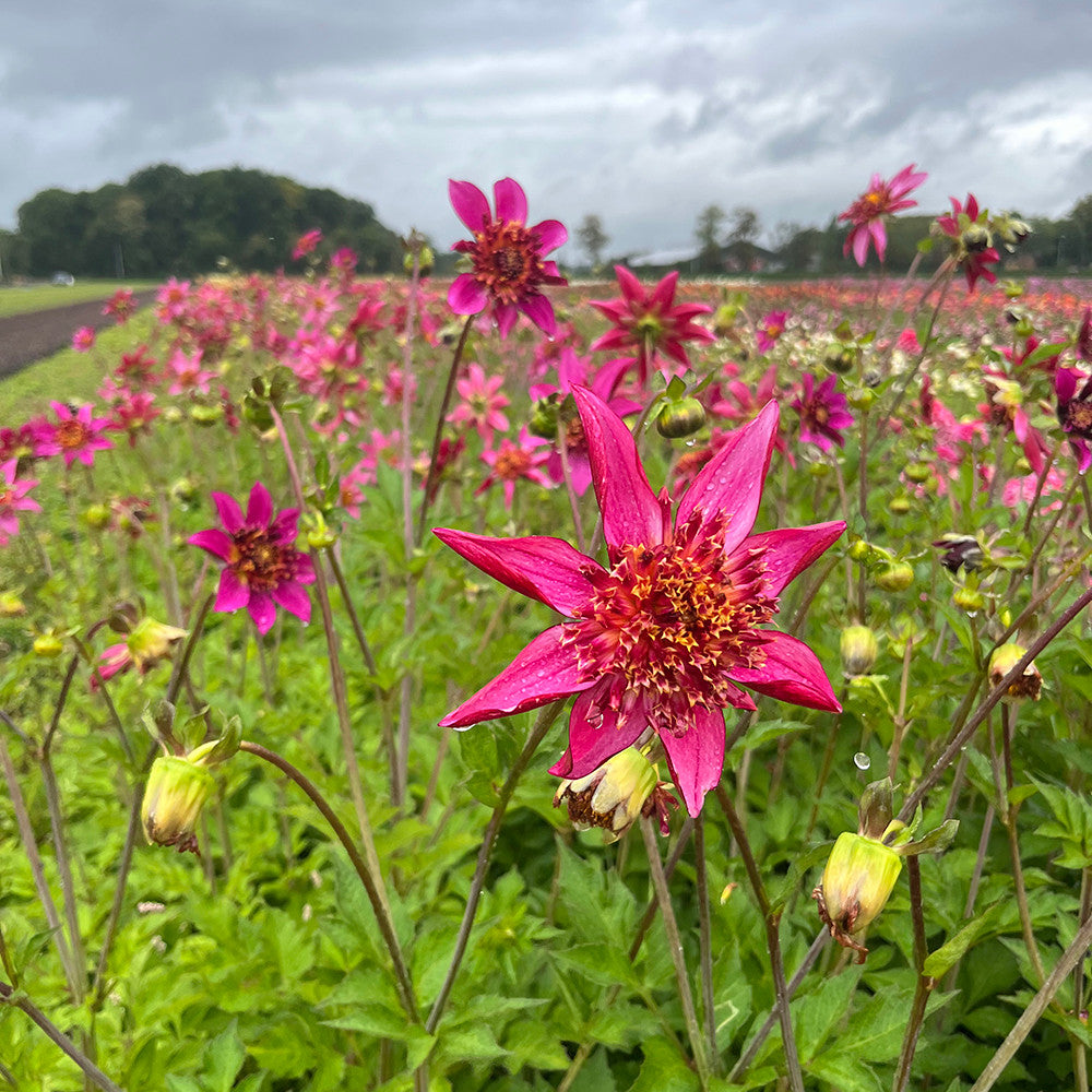 Dahlia 'Pink Starfish'