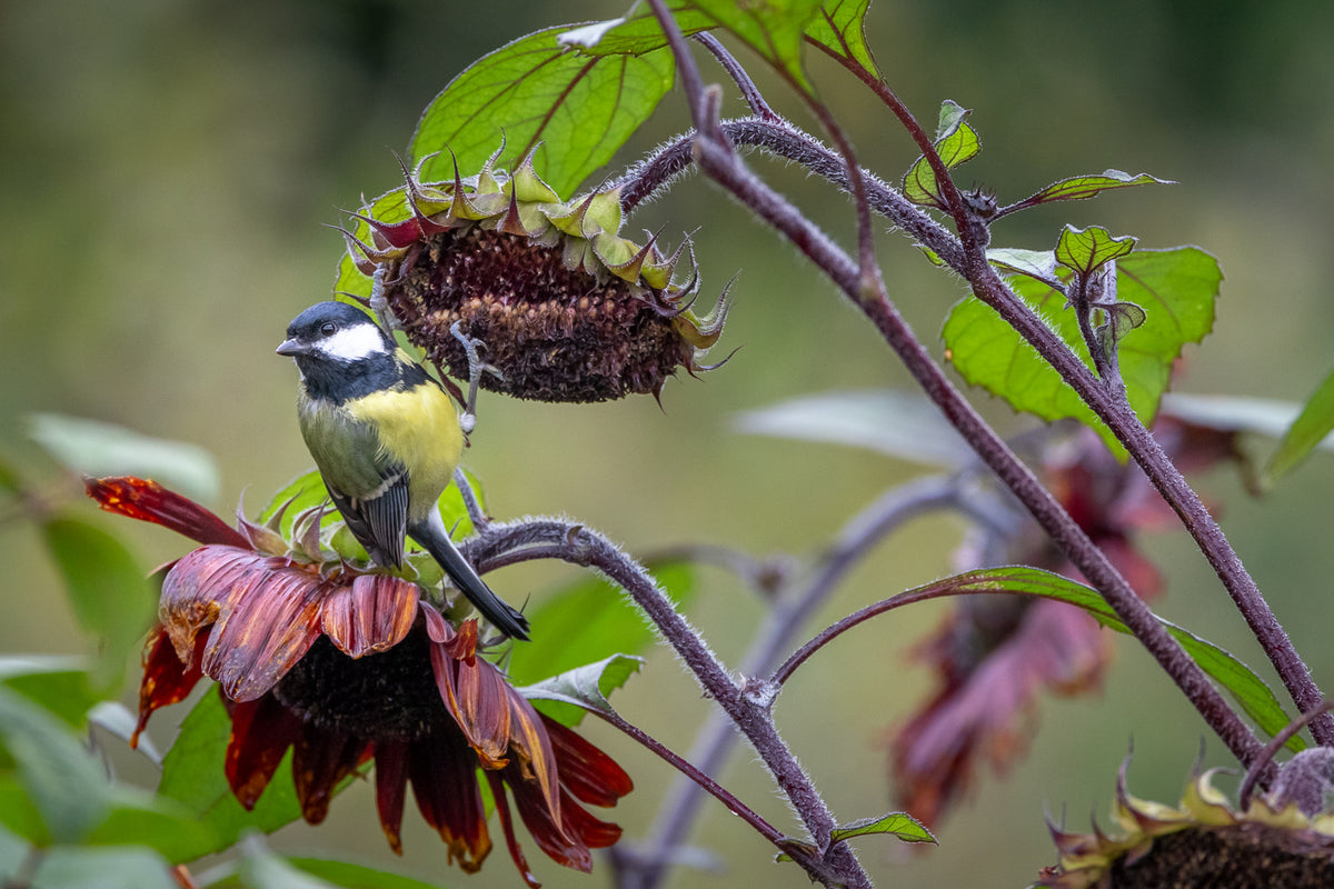 The Art & Science of Growing a Garden with Sarah Raven at Perch Hill
