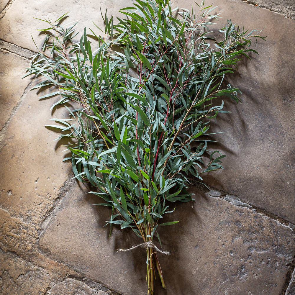 Eucalyptus Stems