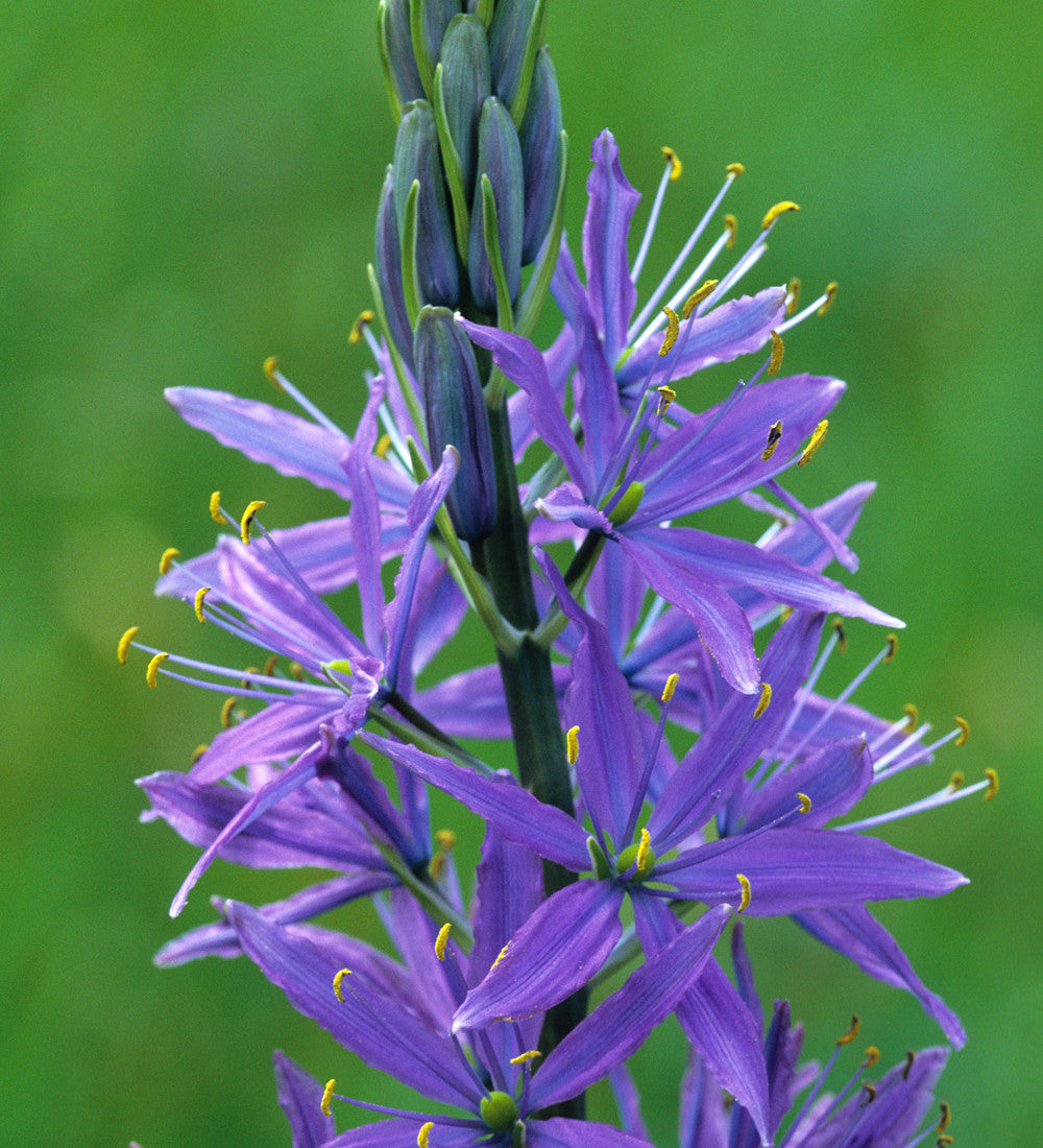 Camassia quamash
