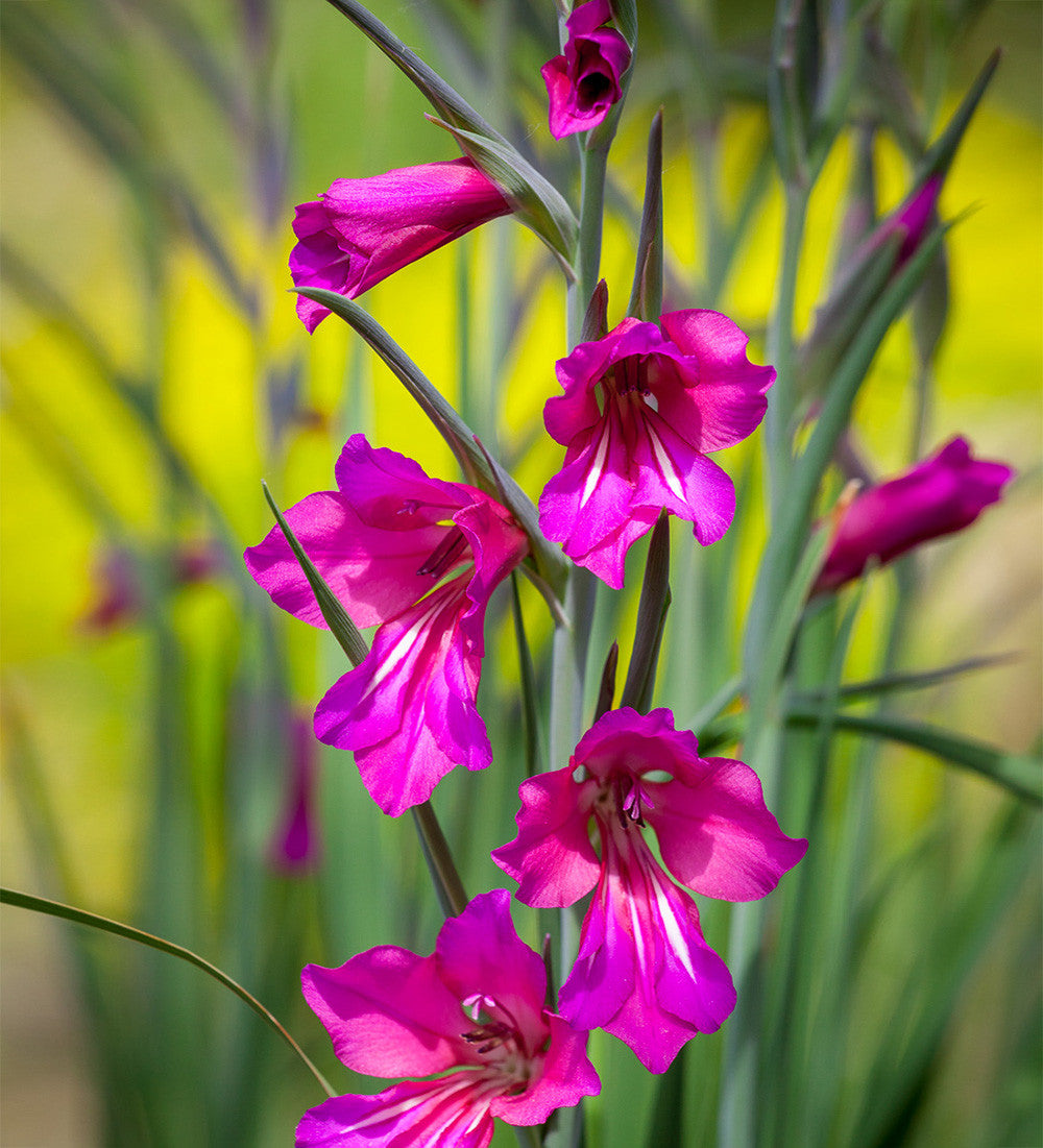 Gladiolus communis subsp. byzantinus