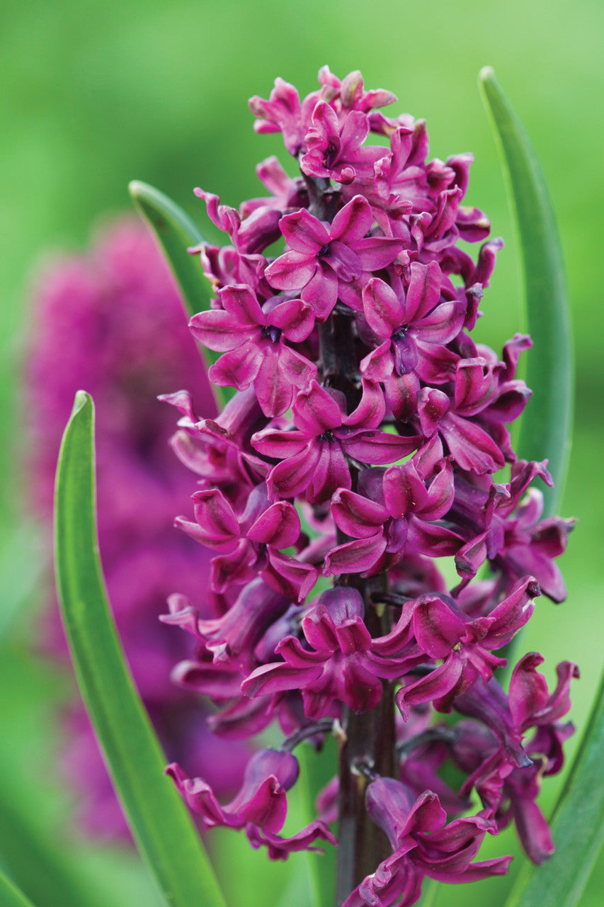 Hyacinthus orientalis 'Woodstock' (Forcing)