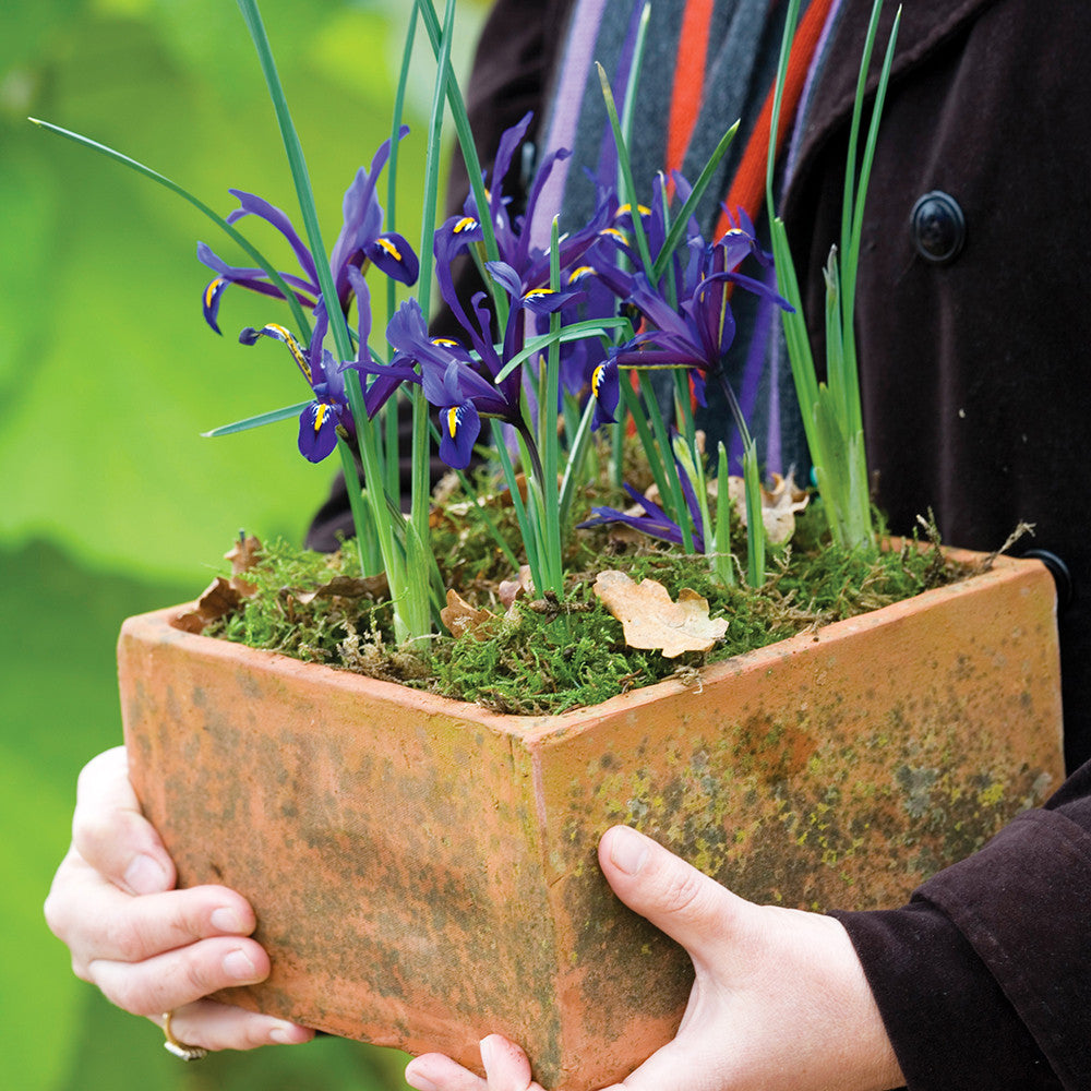 Iris 'Harmony' (Reticulata)