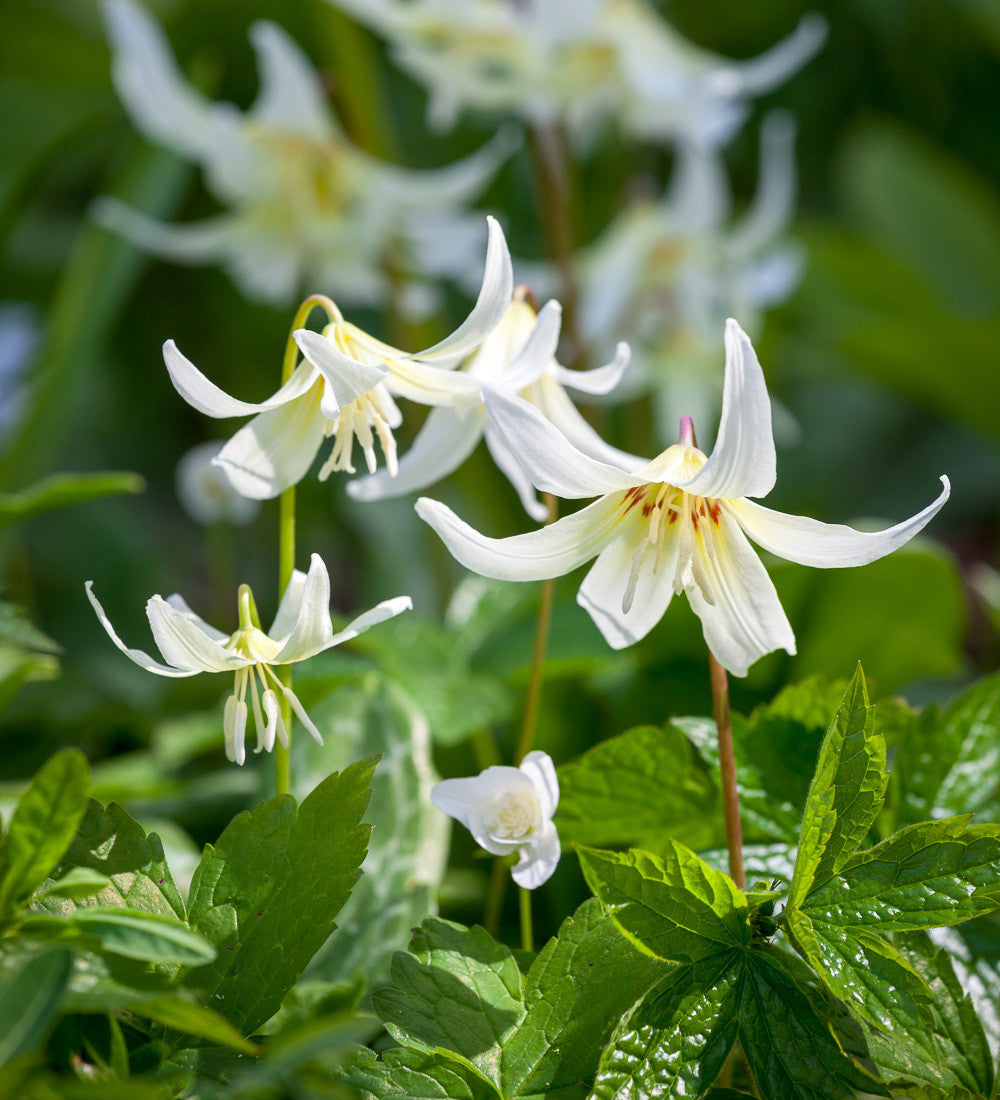 Erythronium californicum 'White Beauty'