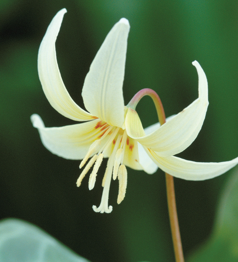 Erythronium californicum 'White Beauty'