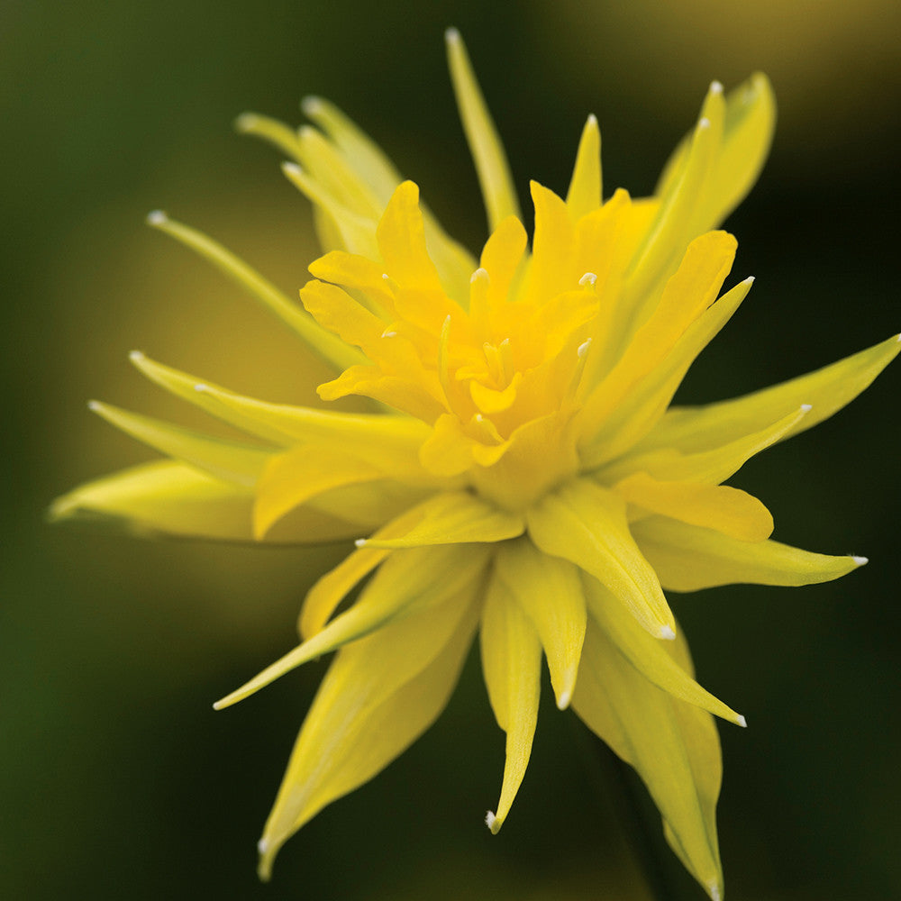 Narcissus 'Rip Van Winkle'