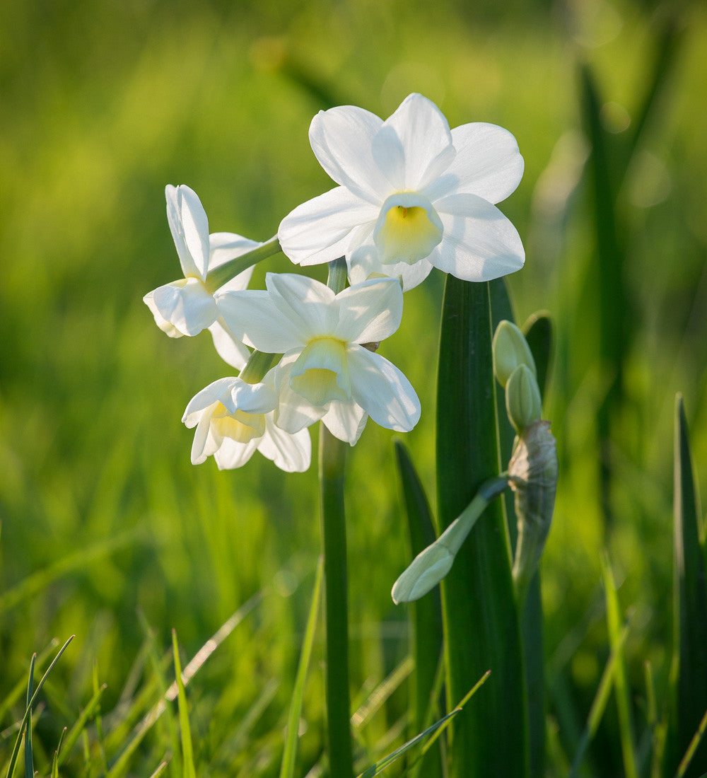 Narcissus 'Silver Chimes'