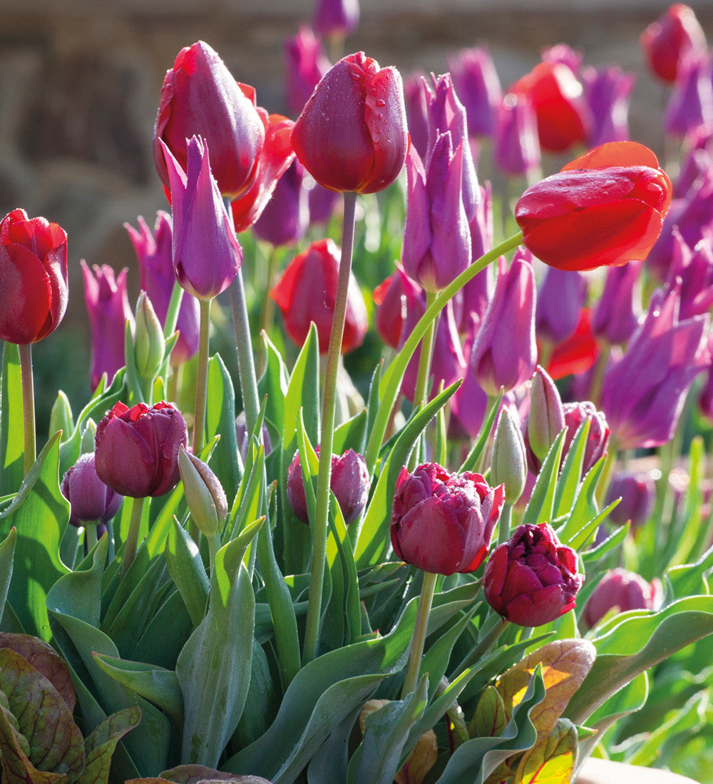 Tulip 'Antraciet'