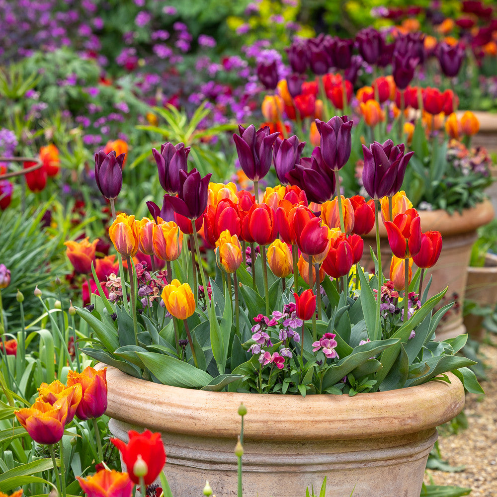 Venetian Tulip Collection