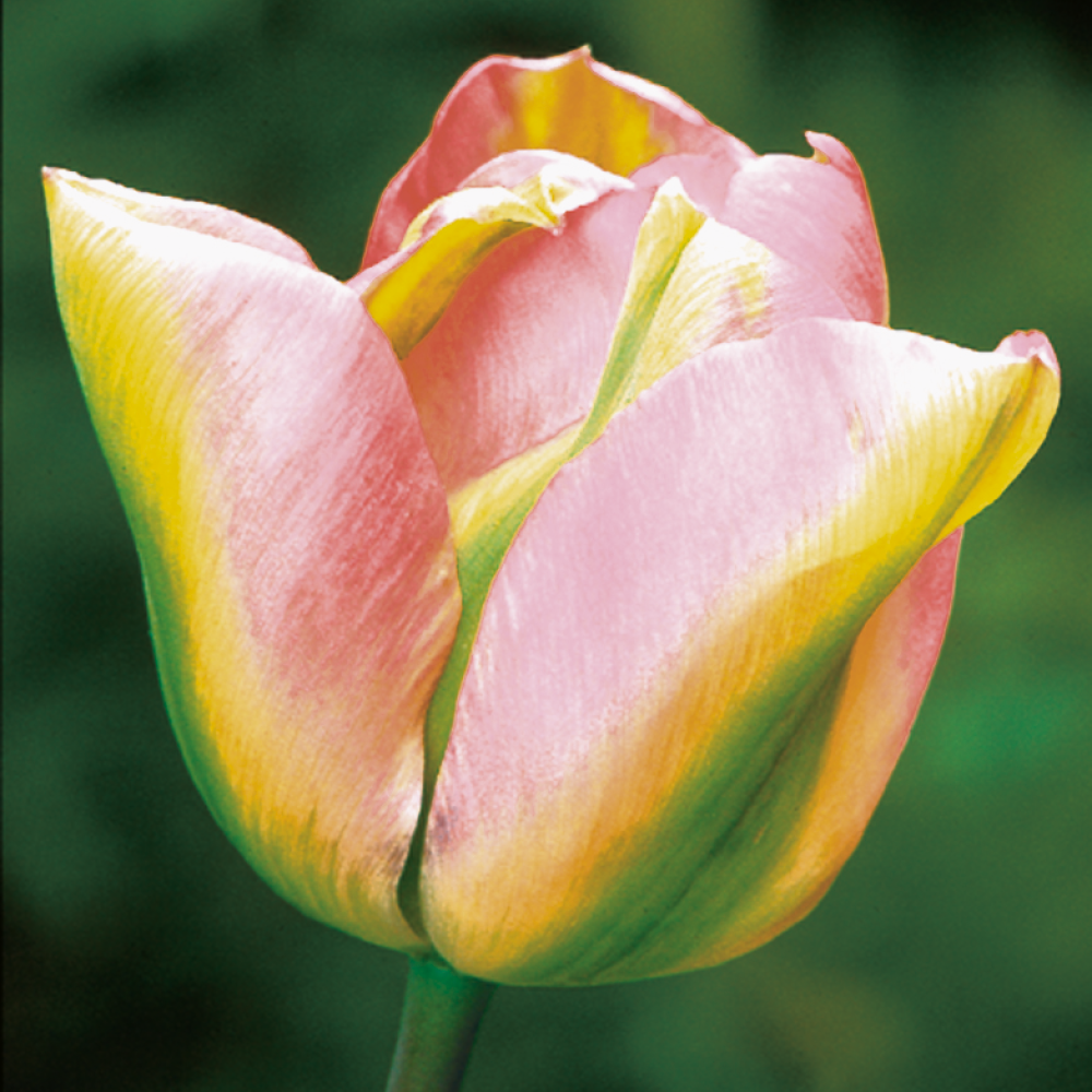 Super Perennial Tulip Mix