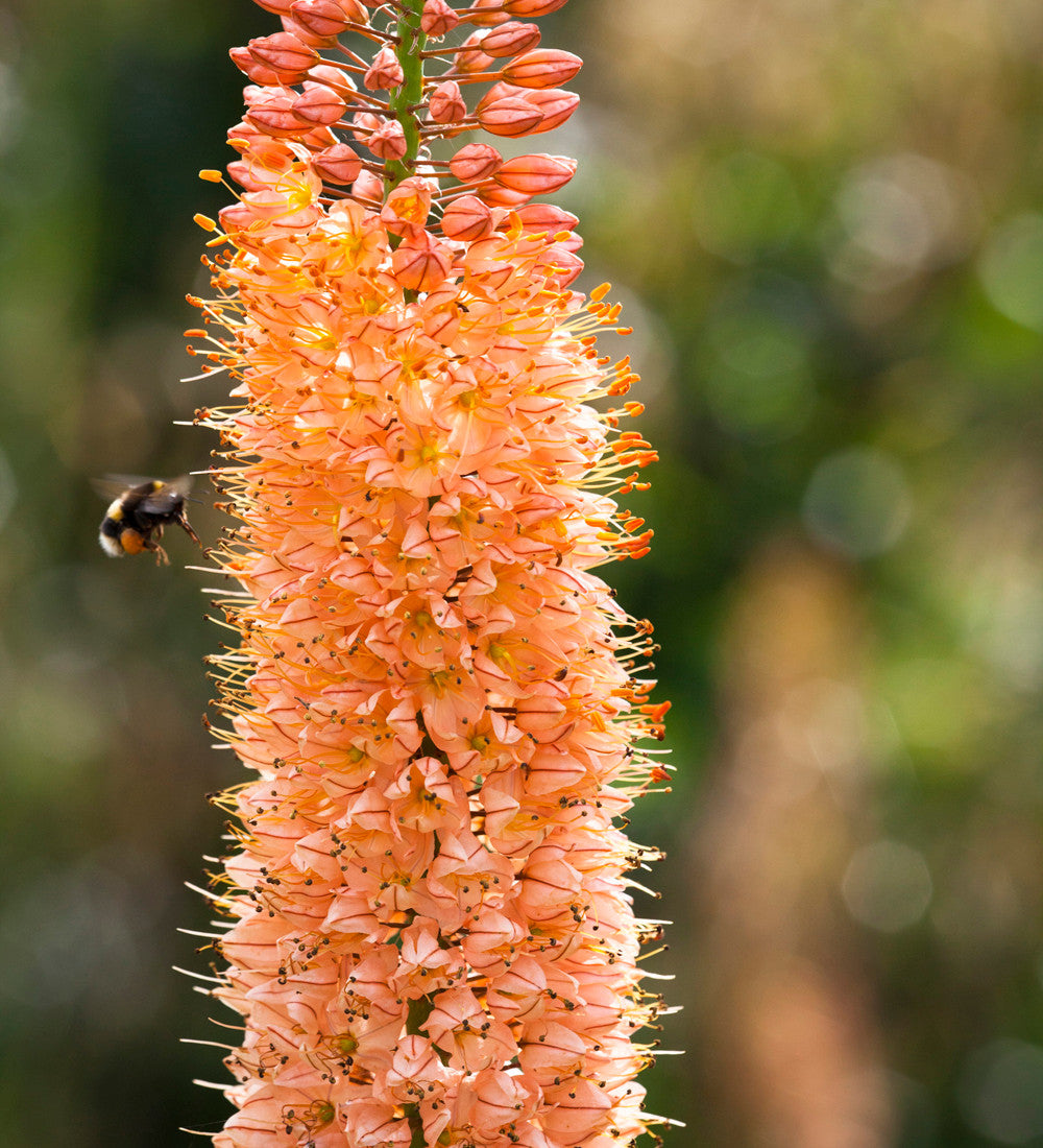 Eremurus x isabellinus 'Cleopatra'