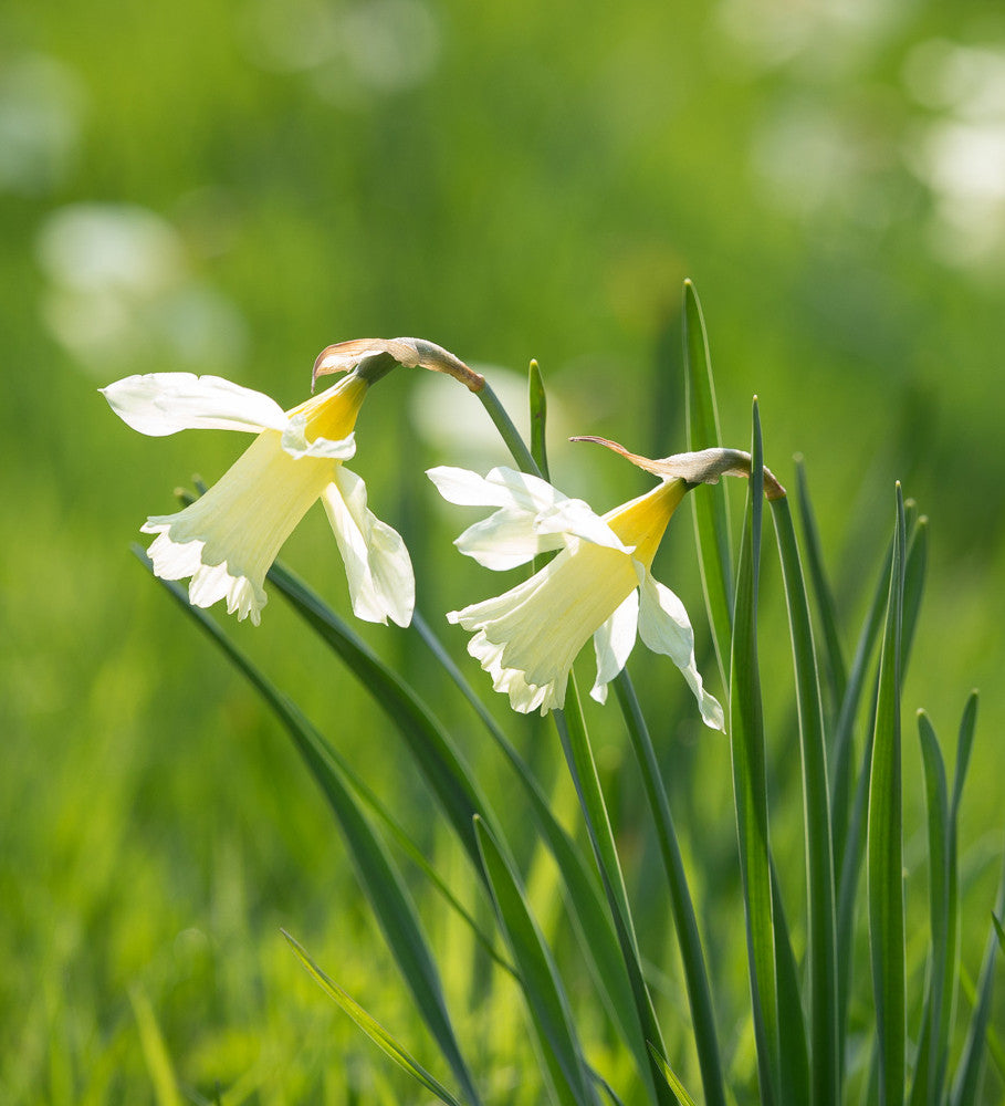 Narcissus 'W.P. Milner'