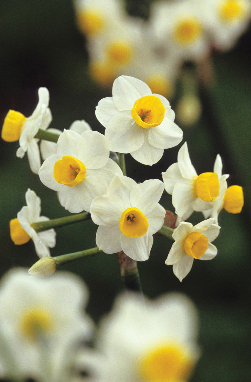 Highly Scented Narcissus Collection