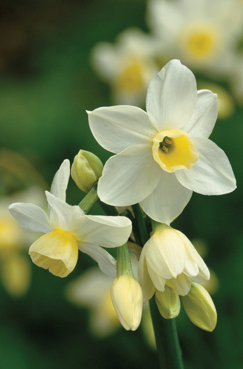 Highly Scented Narcissus Collection