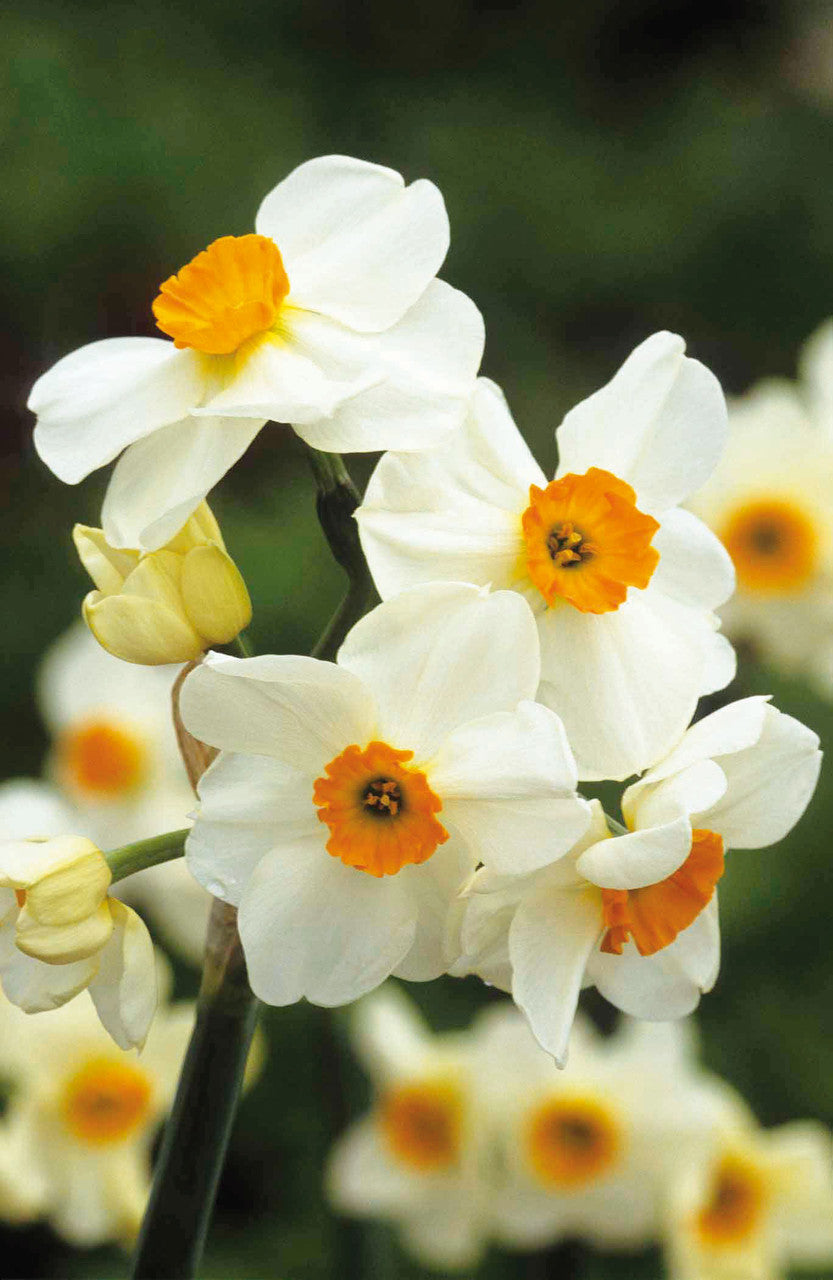Highly Scented Narcissus Collection