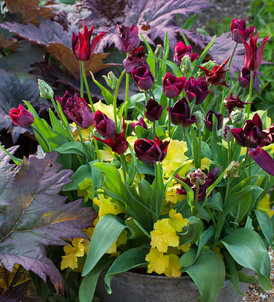 Tulip 'Ronaldo'