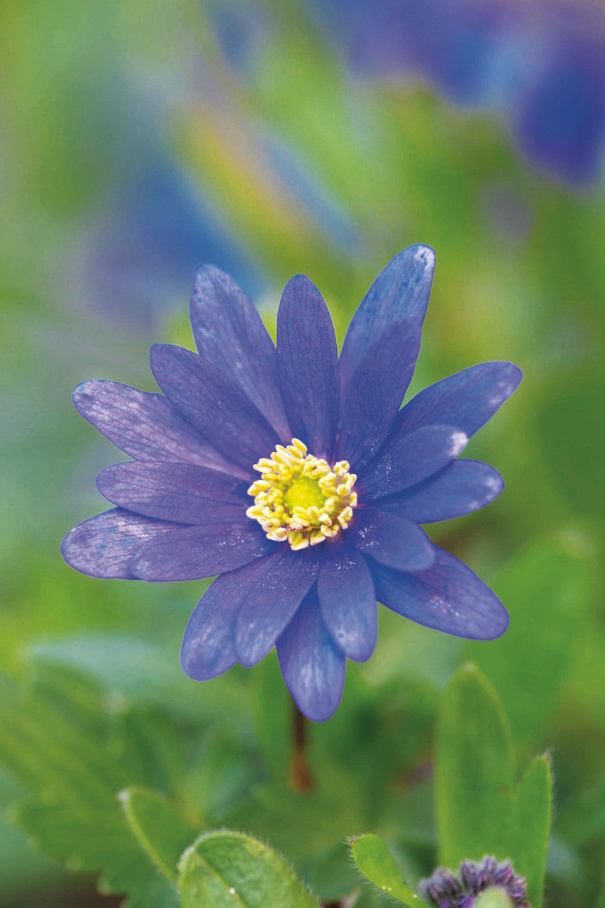 Anemone blanda 'Blue Shades'