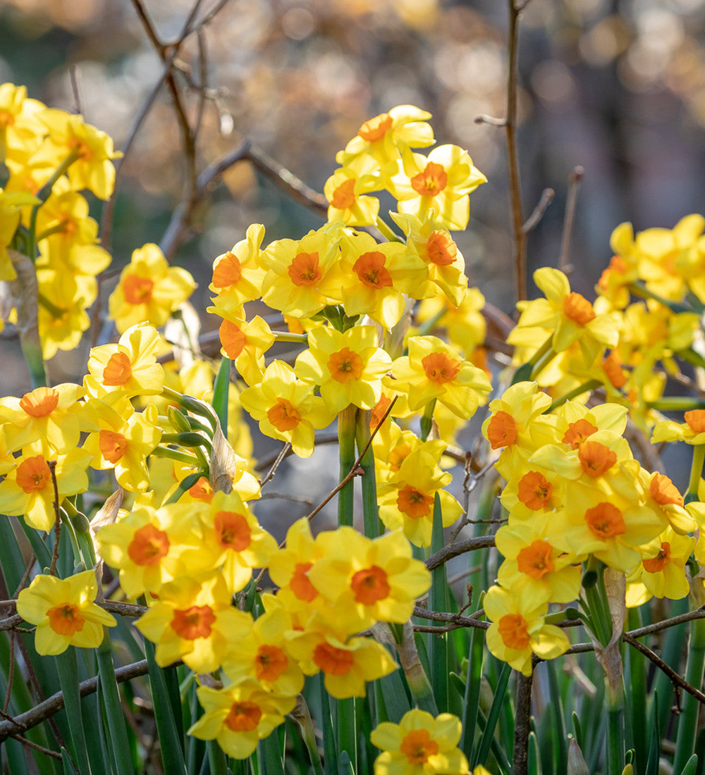 Narcissus 'Martinette'