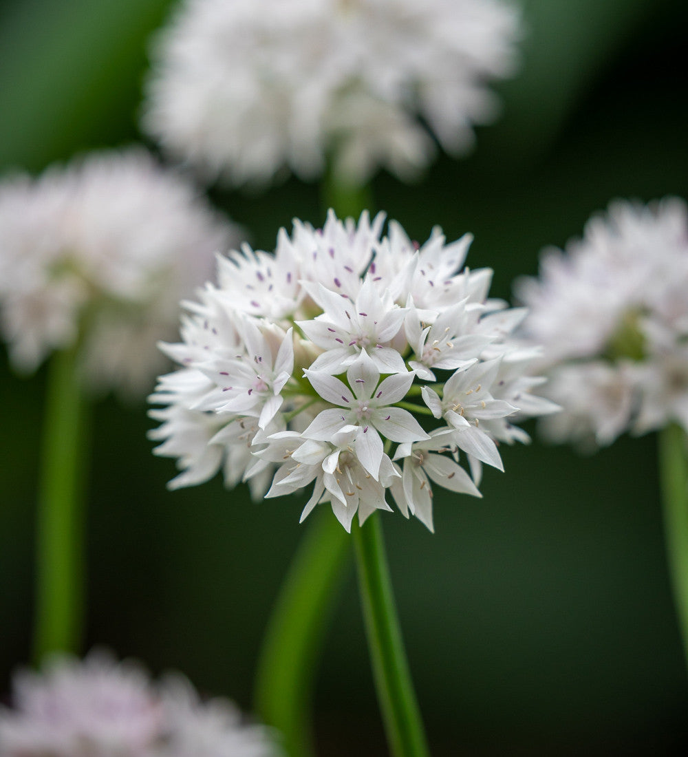 Allium amplectens 'Graceful Beauty'