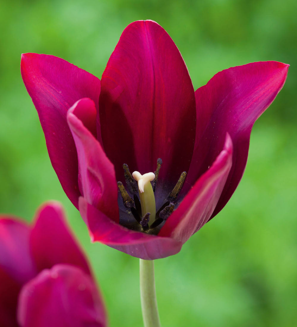 Tulip 'Merlot'