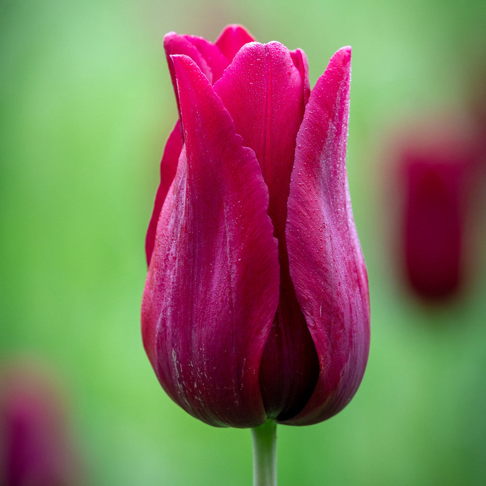 Tulip 'Merlot'
