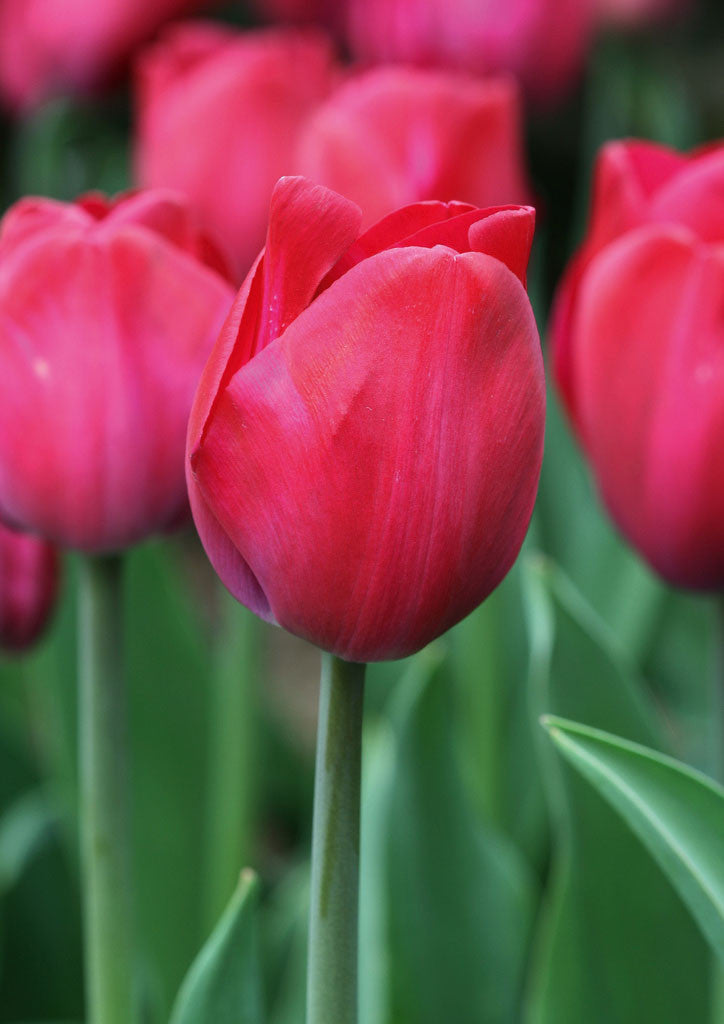 Tulip 'Attila Graffiti'
