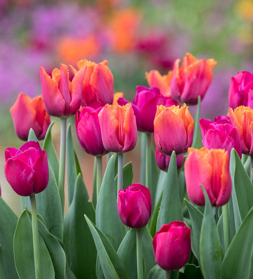 Tulip 'Attila Graffiti'