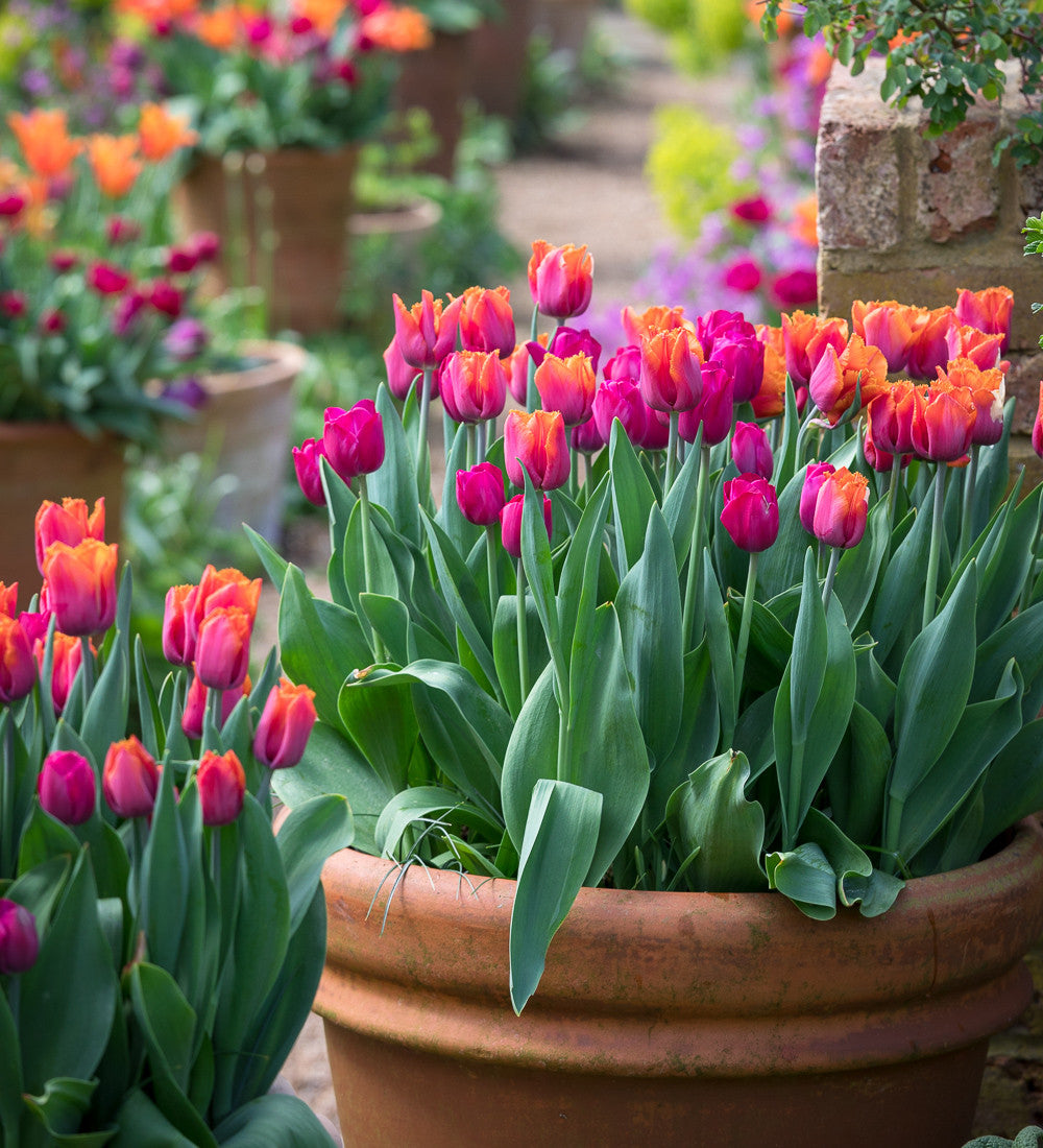 Tulip 'Attila Graffiti'