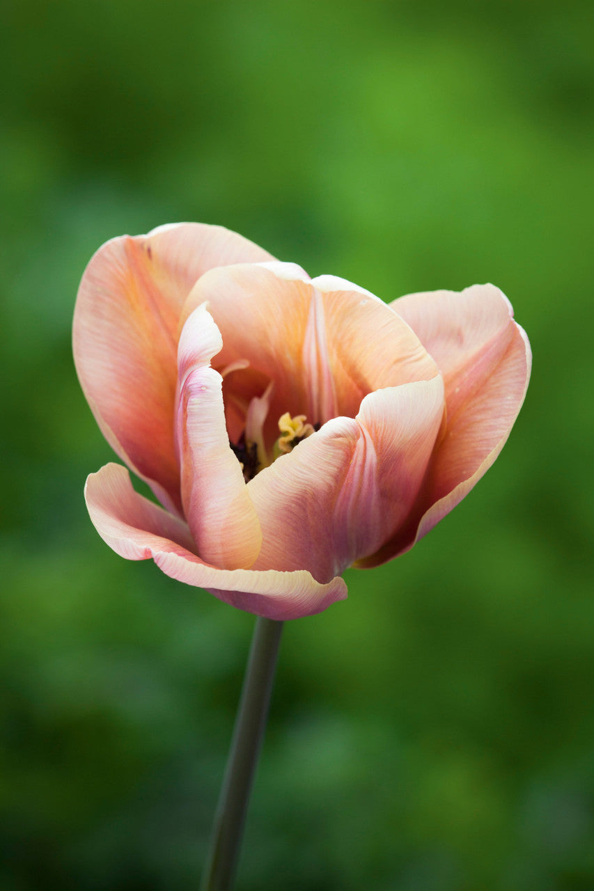 Buy Tulip 'La Belle Epoque' Bulbs | Double Late | Sarah Raven