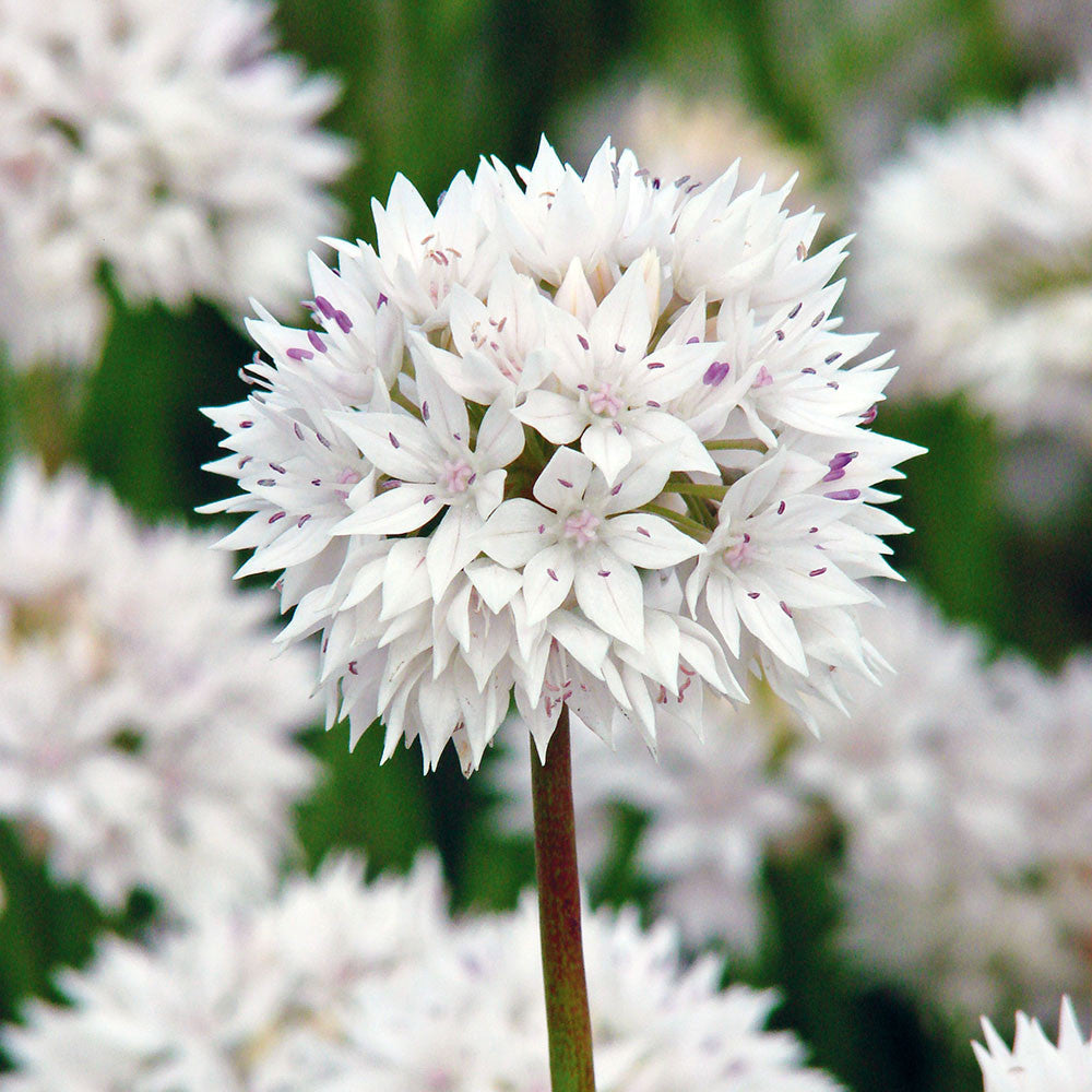 White Allium Collection | White Allium Bulbs | Sarah Raven