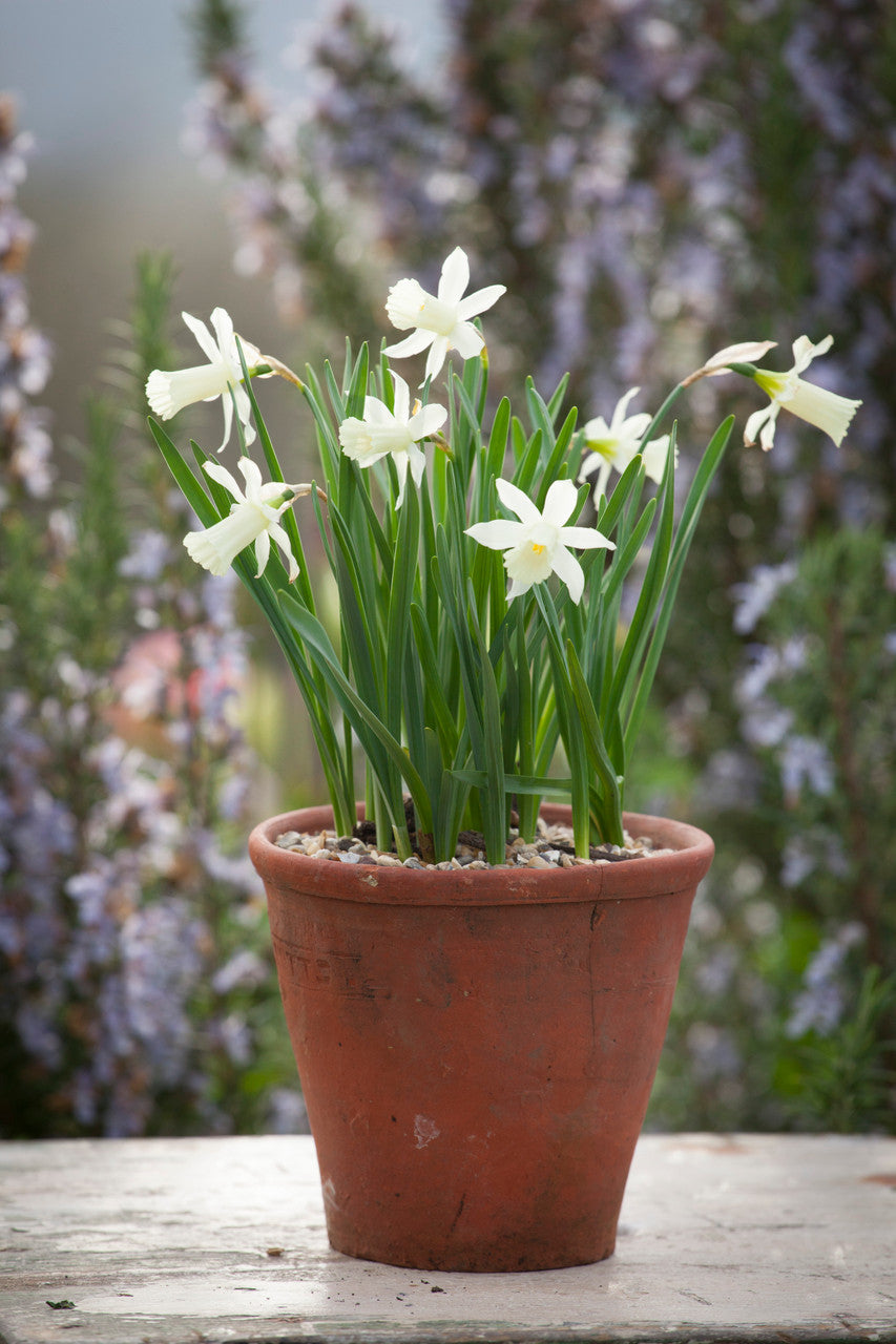 Narcissus 'Elka'