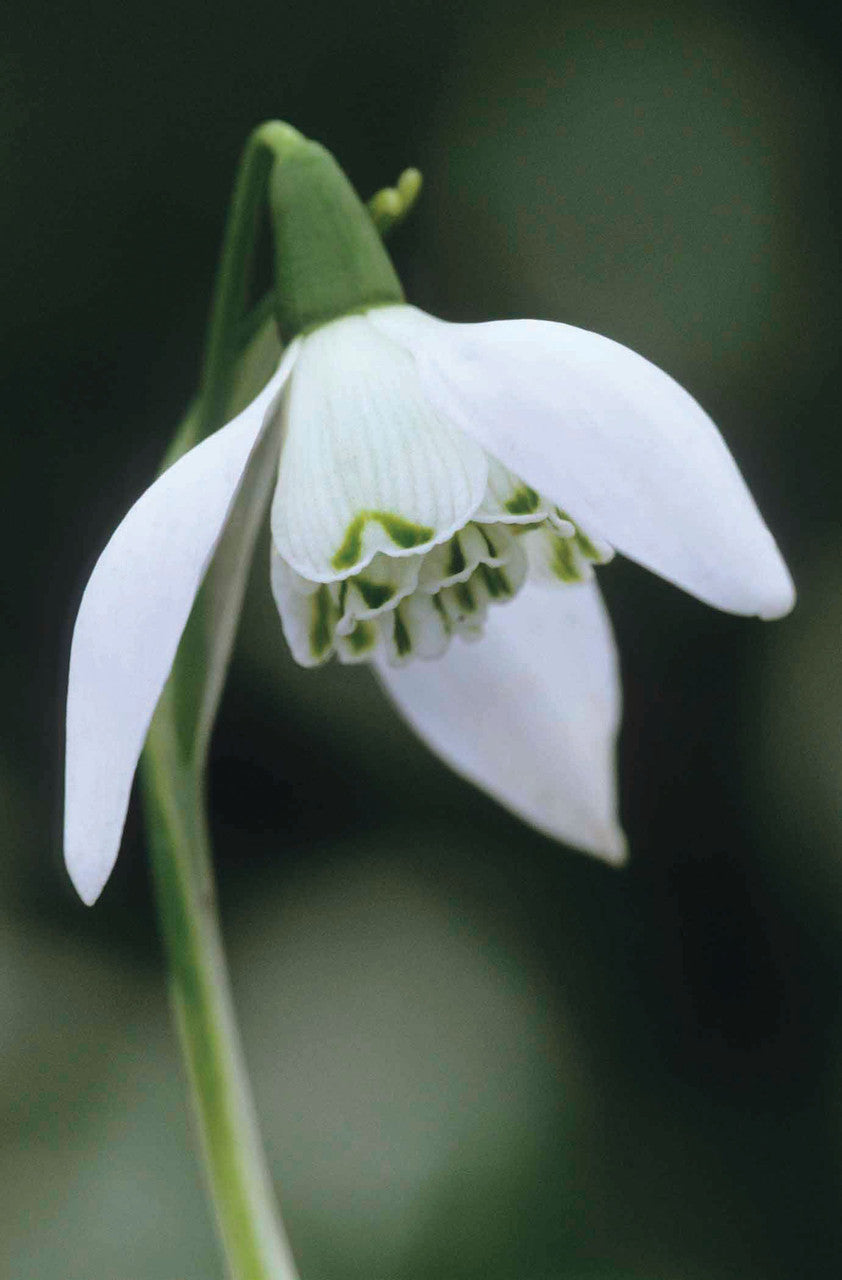 Galanthus nivalis f. pleniflorus 'Flore Pleno' (Double Snowdrop)
