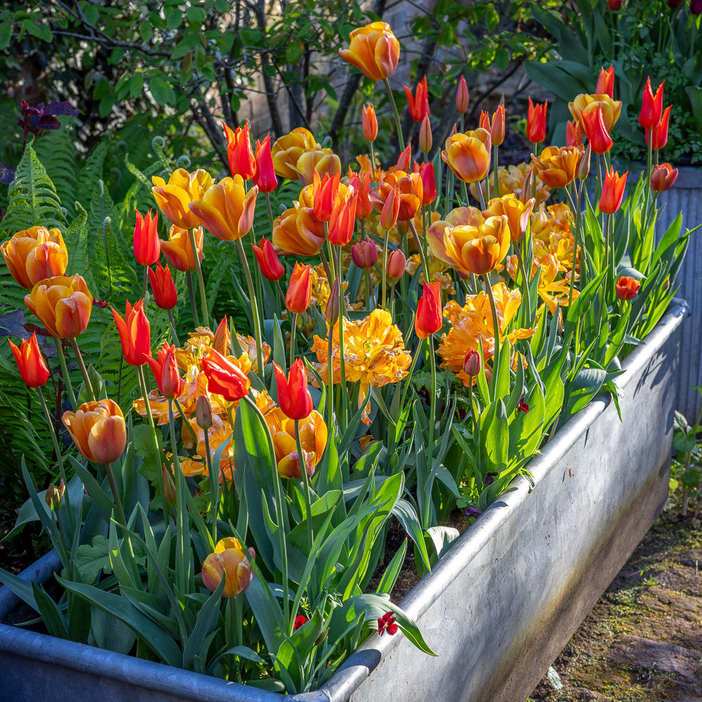 Scented Tulip Collection