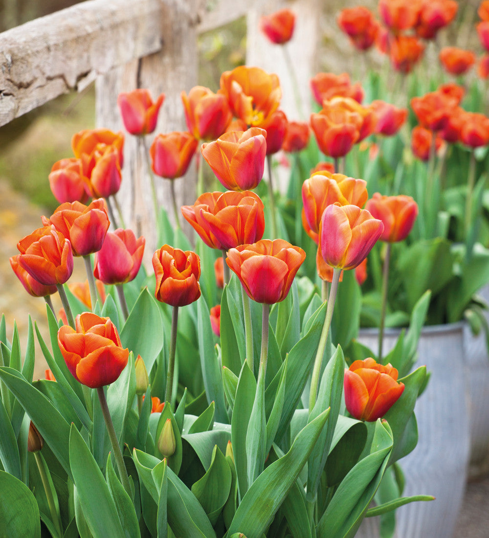 Tulip 'Brown Sugar'